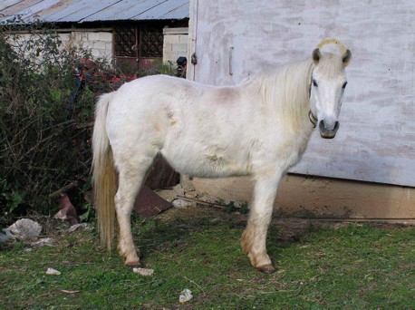 Lovak örökké (viki blog) Pindos póni