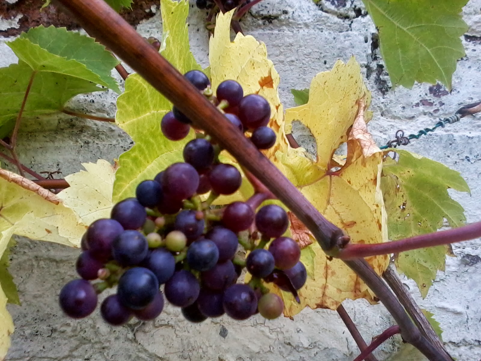 These Things I Know Glasgow Grapes