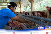 Harga Telur Ayam Anjlok, Peternak Di Bojonegoro Merugi