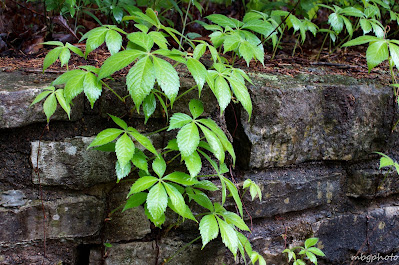 leaves growing over stone wall photo by mbgphoto