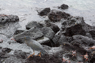 Sally Lightfoot crabs and birdlife at Albemarle, Isabela Island, Galapagos