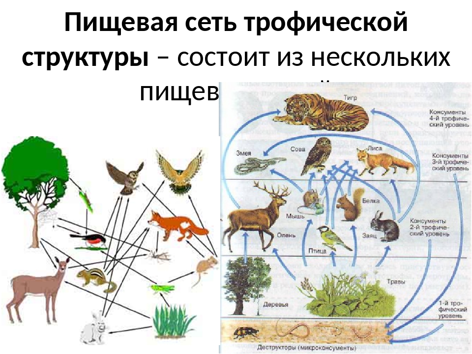 Трофические связи организмов. Пищевая сеть биология 11 класс. Пищевая сеть из 20 организмов. Пищевая сеть экосистемы. Пищевая сеть в природе.