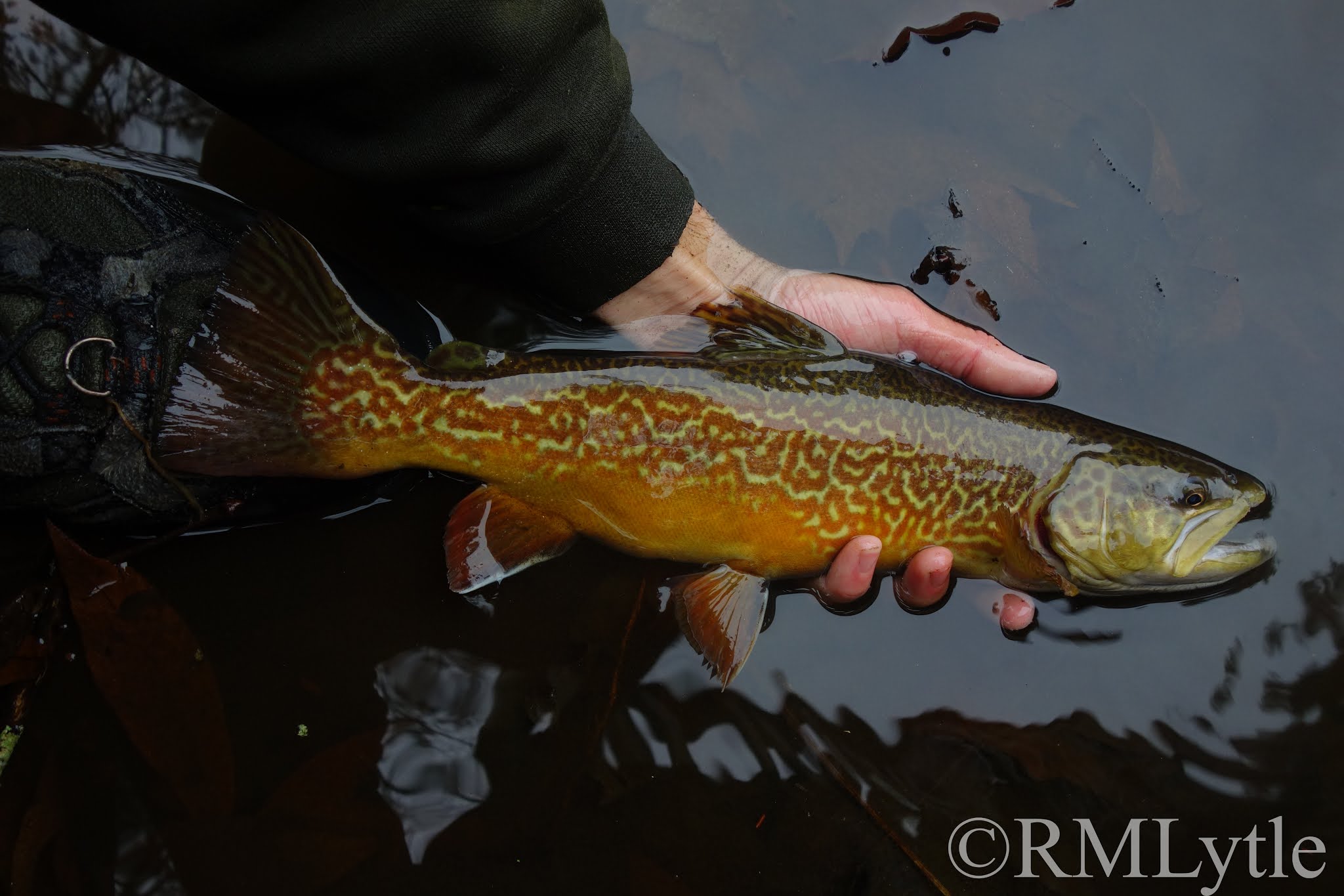 Connecticut Fly Angler Connecticut Tiger Trout Hypocrisy