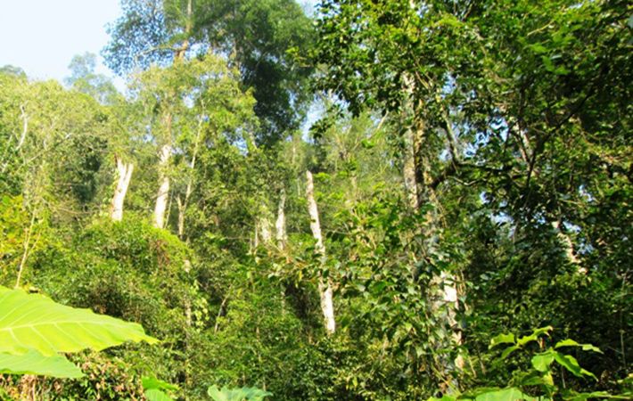 Địa điểm du lịch Bắc Kạn Khu Bảo Tồn Thiên Nhiên Kim Hỷ