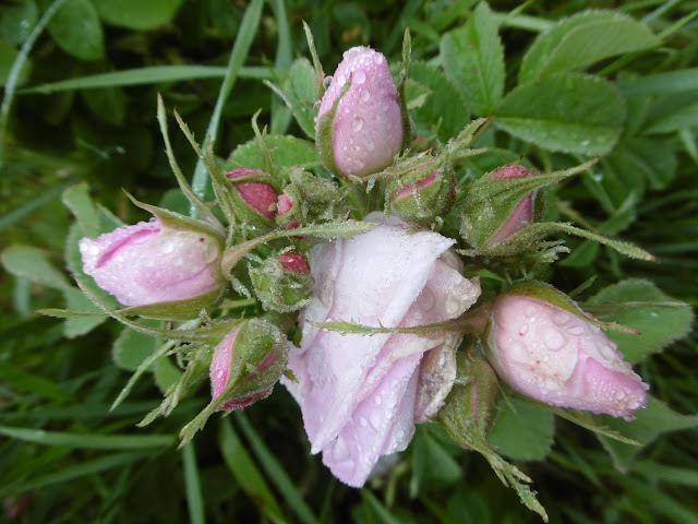 Bouquet de boutons de roses de Louise, malooka