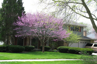 Pros and cons of redbud trees