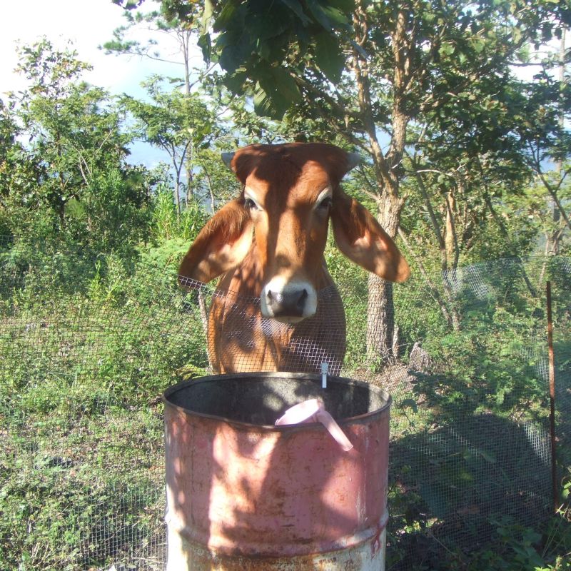 Sowers4Pastors: Our weird cow . . . again