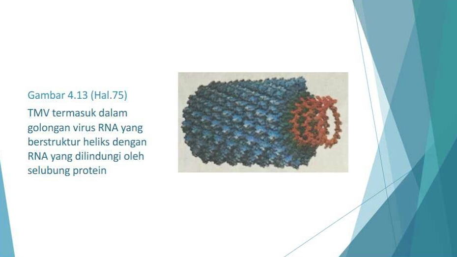 GAMBAR VIRUS