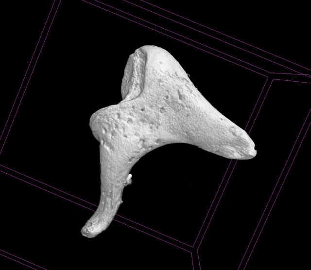 Tiny ear bones help archaeologists piece together the past - The