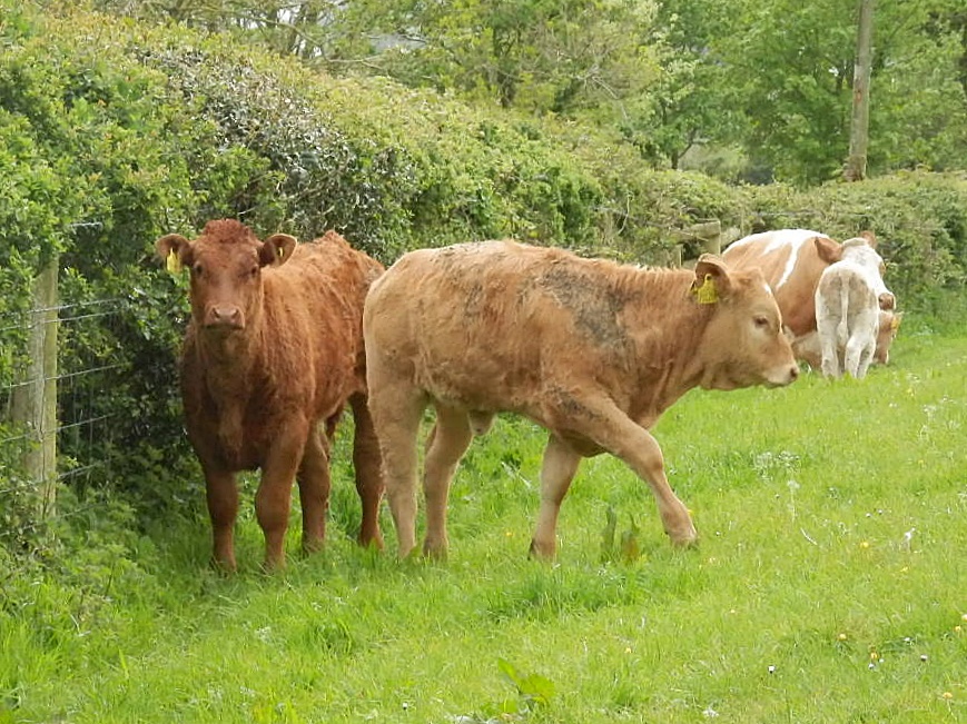 Mike's Cornwall Farm Animals Seen In Cornwall