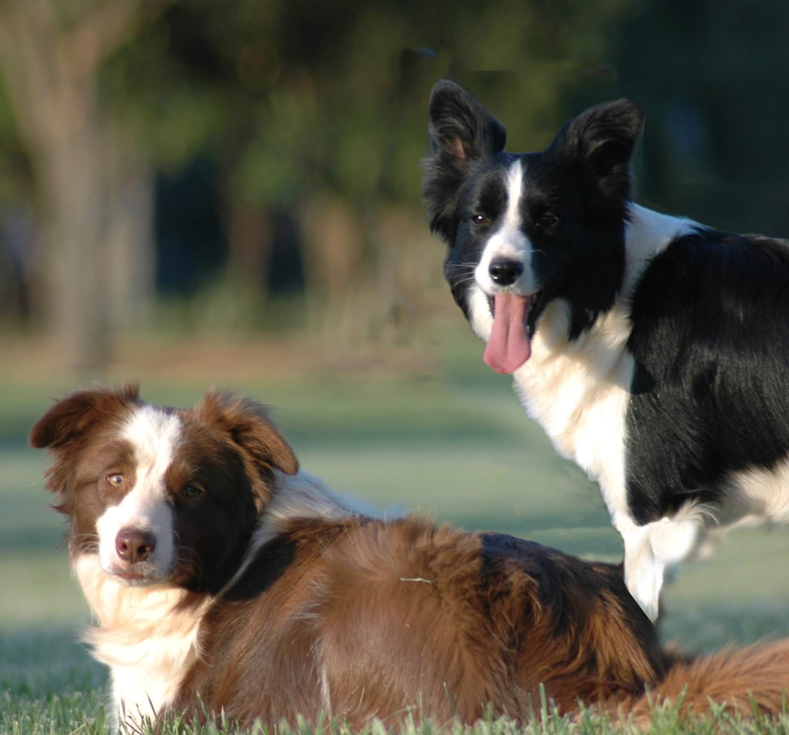 do all border collies have long hair