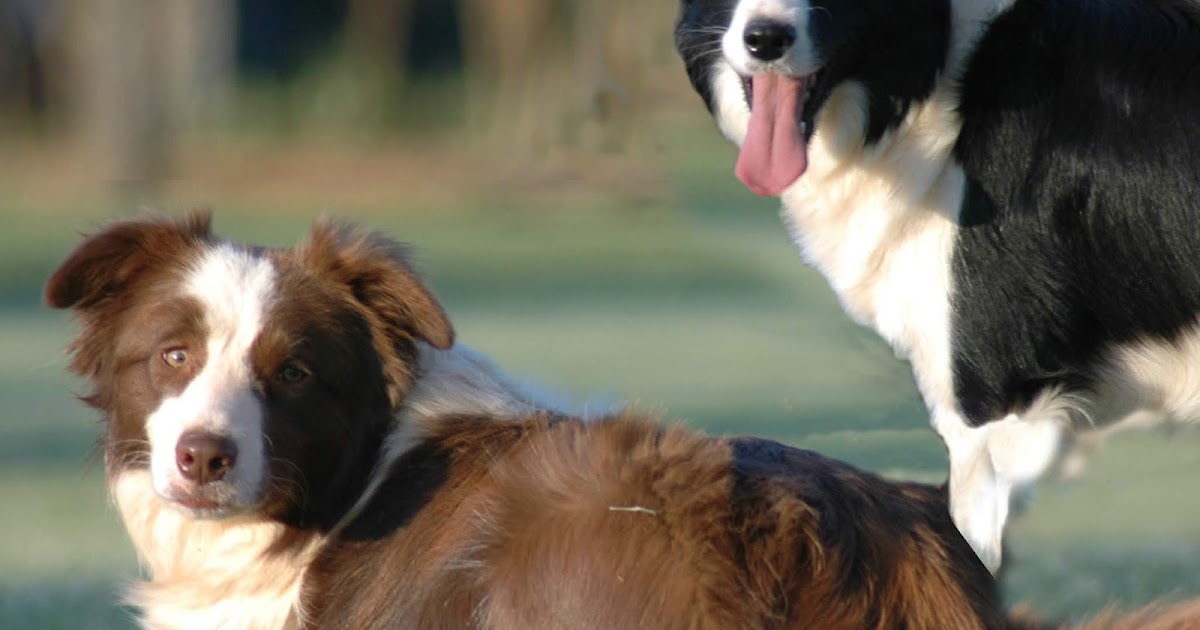 Why Is My Border Collie Not Shedding Winter Coat
