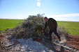 Pruning olive trees