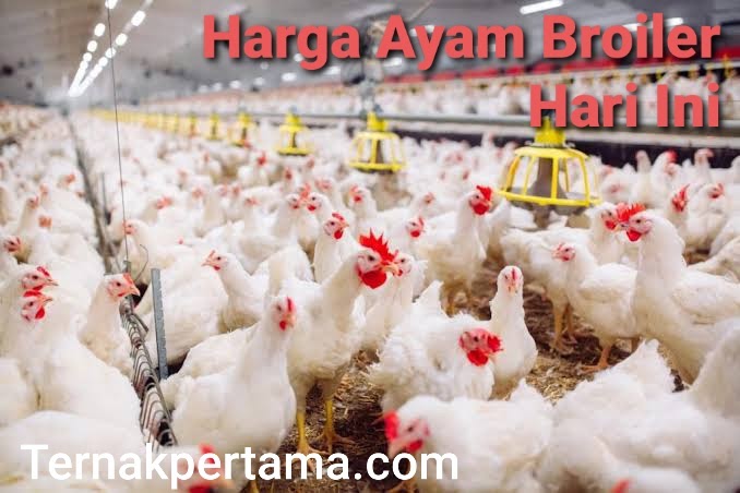 Harga ayam kampunģ per ekor 2021