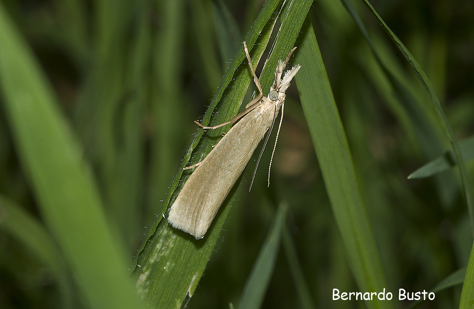RÍA DE LA VILLA Blanquita perlada