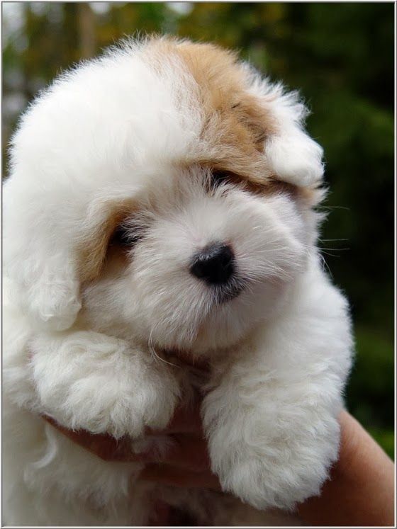 Eu Amo o Campo Cão e Amigo