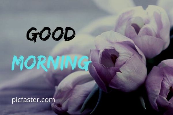 Latest Good Morning Rose Images Free Download Latest Good Morning Rose Images Free Download