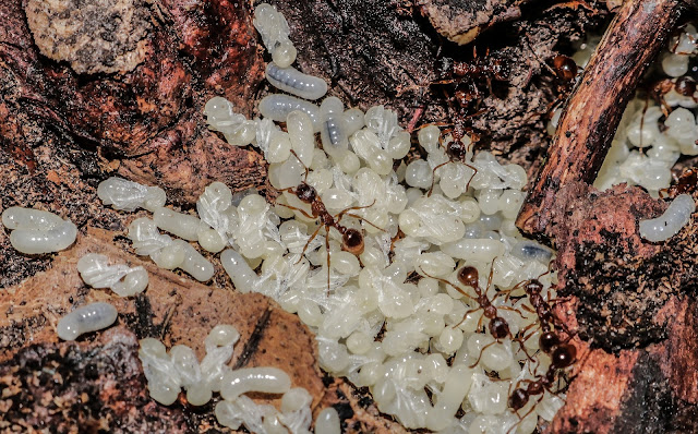insetos-como-criar-formigas-hobby-passo-a-passo-curiosidade