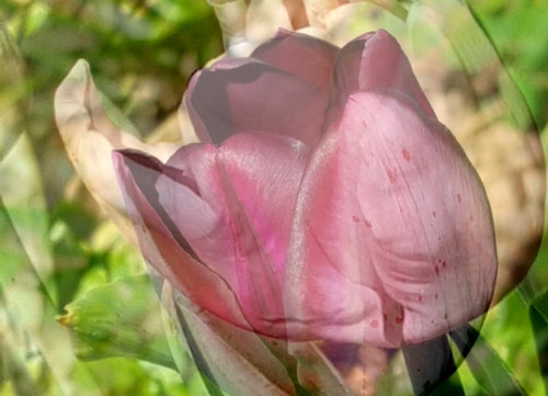 Sinnvoll Erleben Sinnvoller Leben Tulpen Im Garten