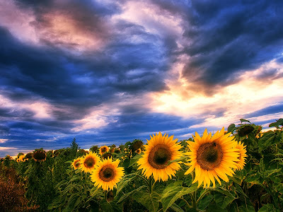 girasoles-sunflowers.jpg