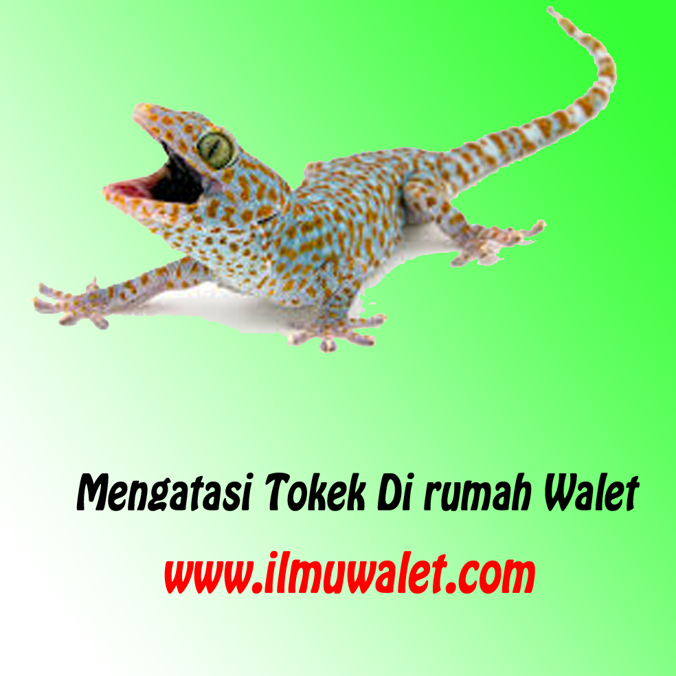 Donwlod suara tokek Donwlod suara tokek