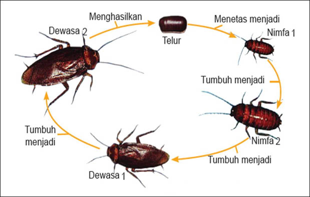  Metamorfosis  Kecoa Urutan Proses Tahapan Gambar dan 