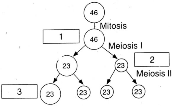 Perhatikan gambar oogenesis berikut! Bagian yang ditunjuk oleh nomor 1