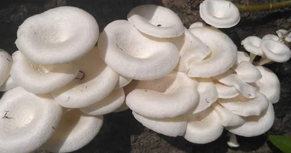 10 Jawaban Arti Mimpi Jamur: Makan, Memetik, Melihat, Diberi Cendawan | Arti  Mimpi Menangis Dan Tafsiran Lainnya