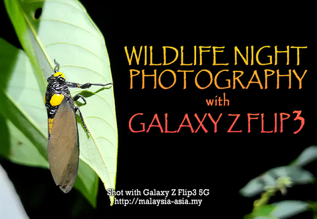 Galaxy Z Flip3 Night Photography