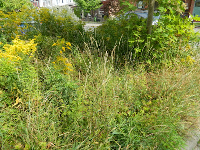 Little Italy Fall Front Garden Cleanup Before by Paul Jung Gardening Services--a Toronto Organic Gardener Little Italy Fall Front Garden Cleanup Before by Paul Jung Gardening Services--a Toronto Organic Gardener