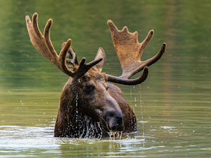 LOVE THE WILD: MOOSE / ​T̕ŁA̱WA̱L'S