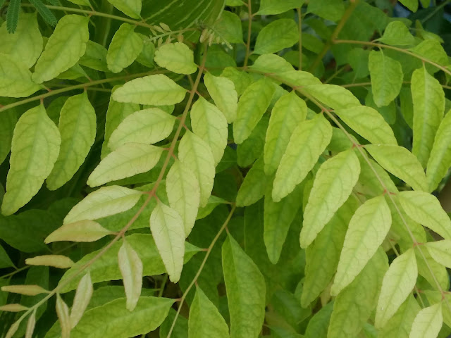 Neem tree benefits image