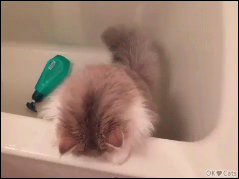 Cute Cat GIF • Adorable surprised kitten in the bathtub. WHAT? the bath is for me, not for you [cat-gifs.com]