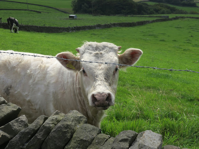 Little white bullock looking over dry stone wall from grassy field with black and white cow in background.