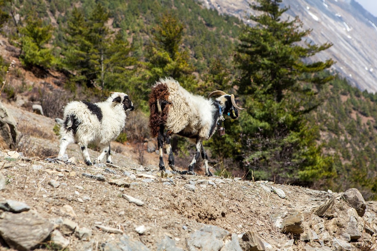 200км по красно-белым черточкам.. Around Annapurna. март-апрель 2017