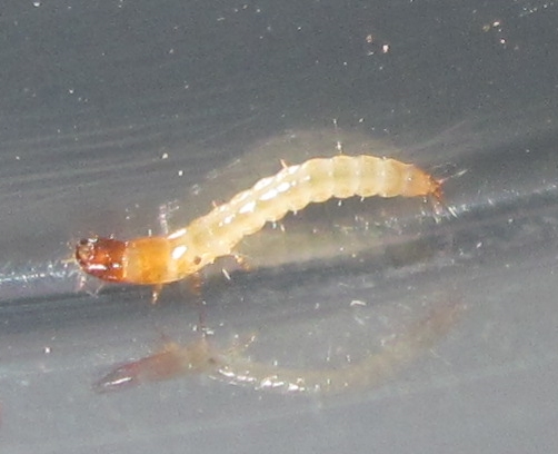 A.cf.lusciosusLarva%25234.JPG