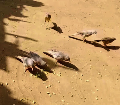 Seven Sister Bird Information In Hindi