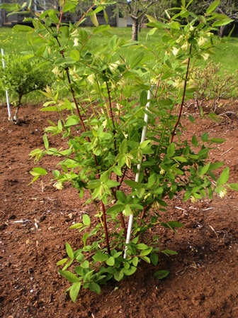 haskap honeyberry plants blossoms although doesn well very