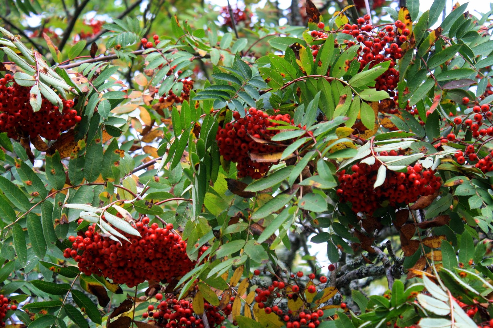 MIN NATUR: Rönnbär