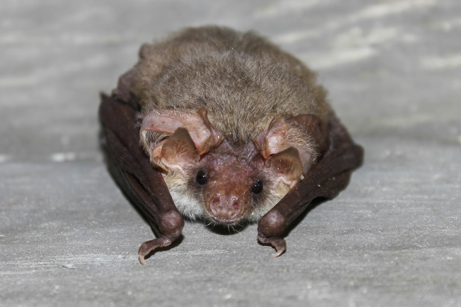 Biodiversity of Cyprus by NGO Protection of the Natural Heritage and