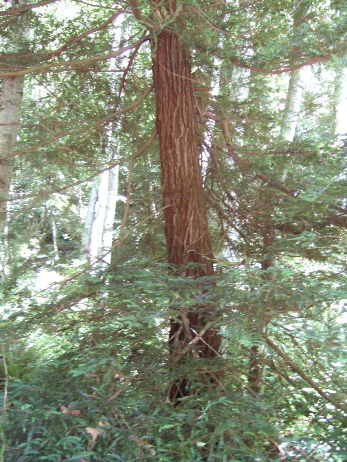 Reading the Washington Landscape Redwoods on the Toandos