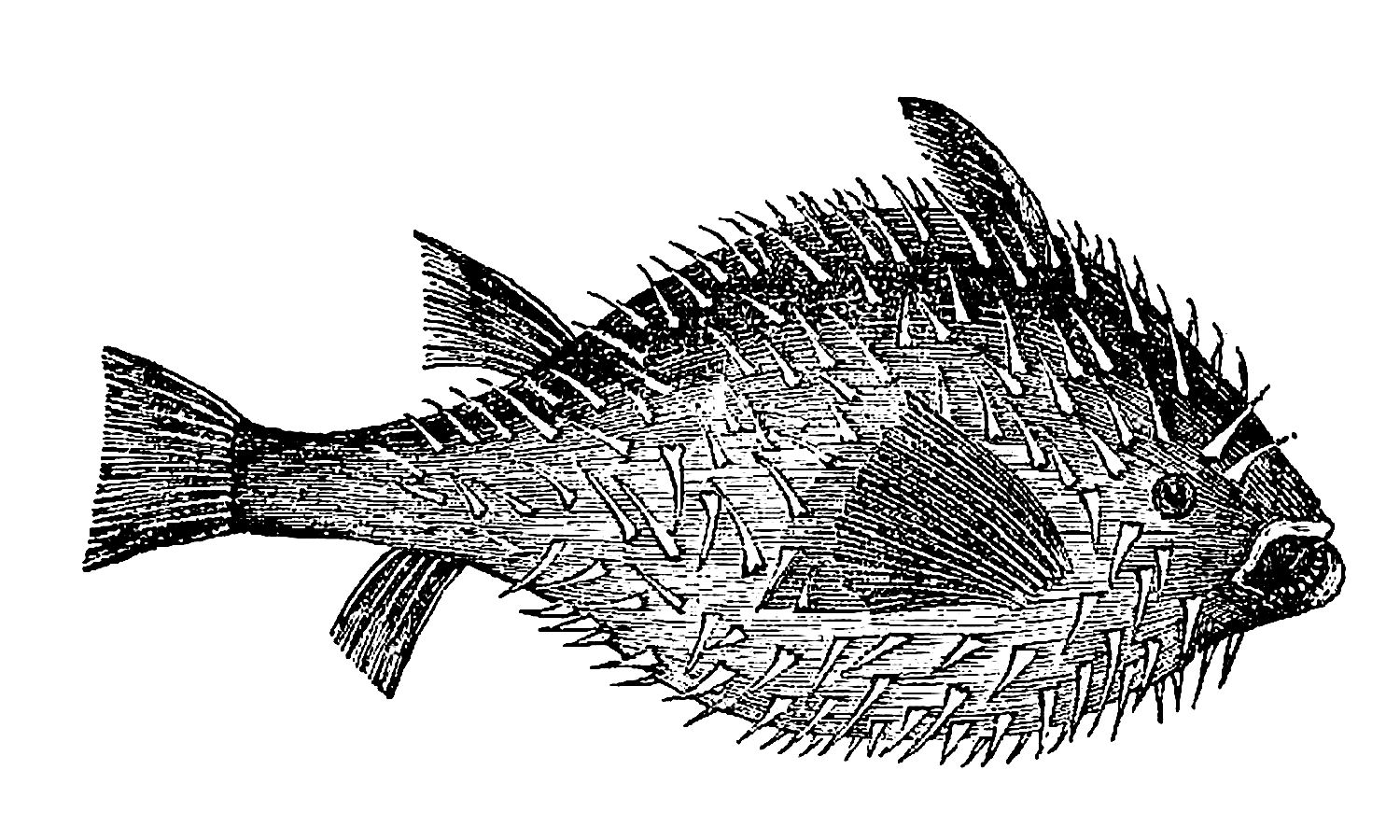 free puffer fish clip art - photo #31