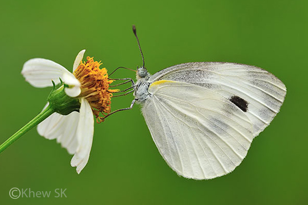 Butterflies Of Singapore Assorted Nectaring Plants