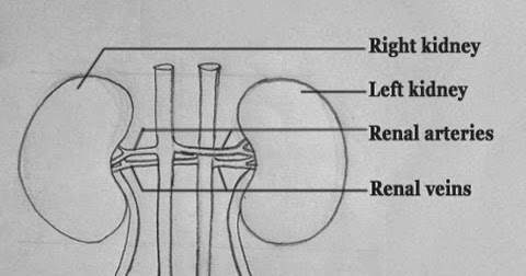 Human kidney sketch icon Royalty Free Vector Image