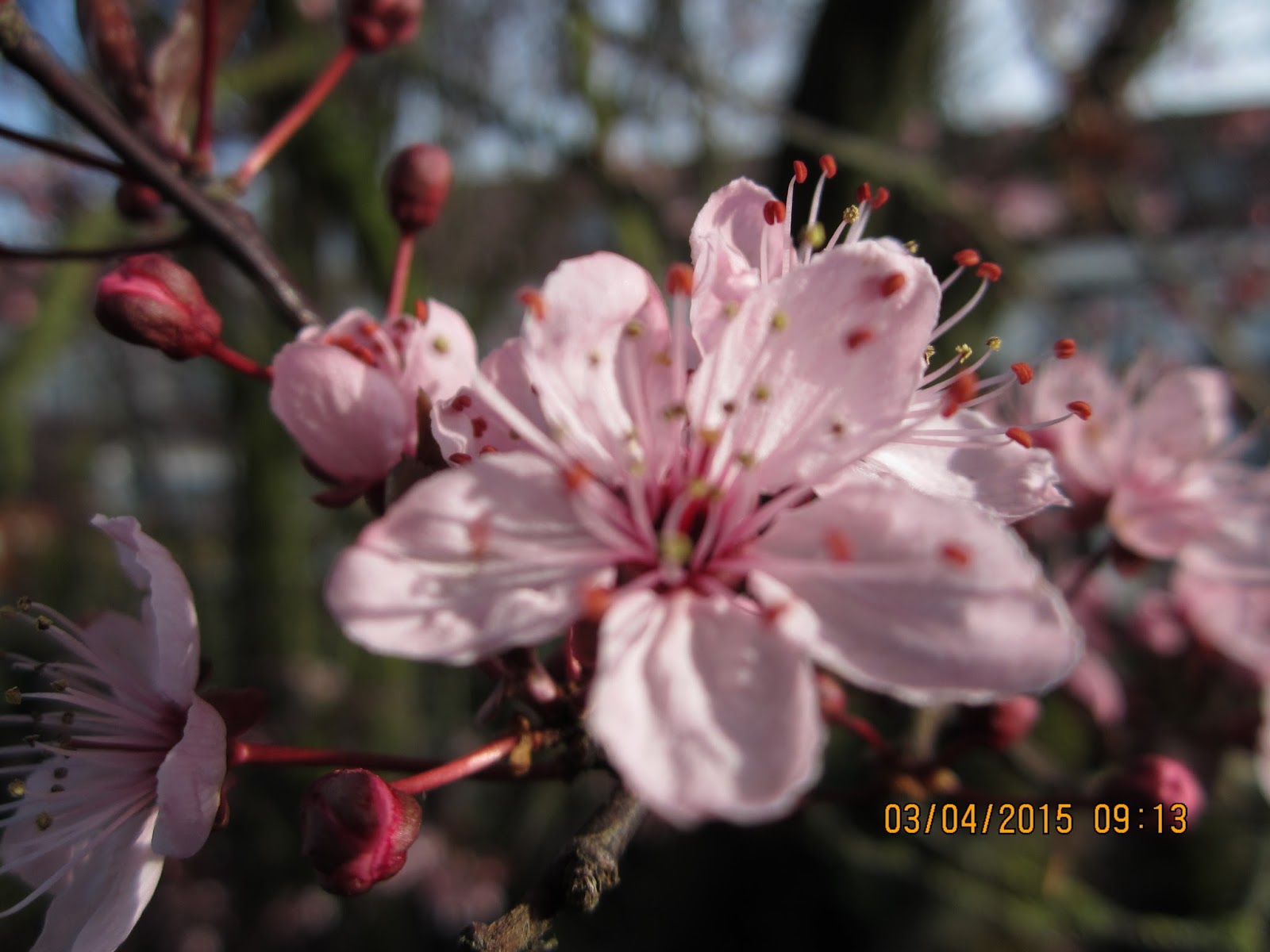Beste CARPE DIEM HAIKU KAI: Carpe Diem Vernacular #1 cherry blossom BK-91