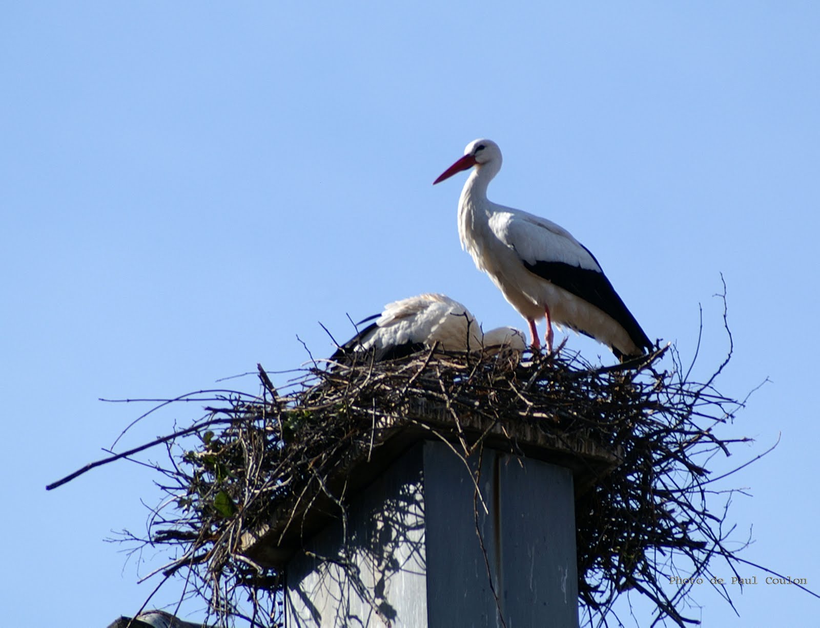 Les oiseaux du 27 La cigogne blanche, ciconia ciconia