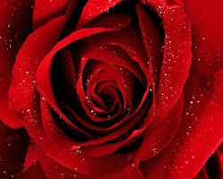 valentine roses rose wallpapers valentines flowers flower popular desktop february