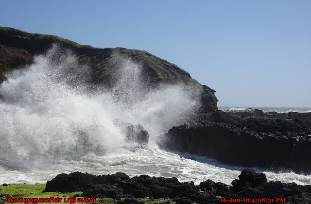 Sprouting Horn Yachats