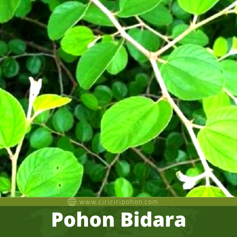 Bibit Pohon Bidara