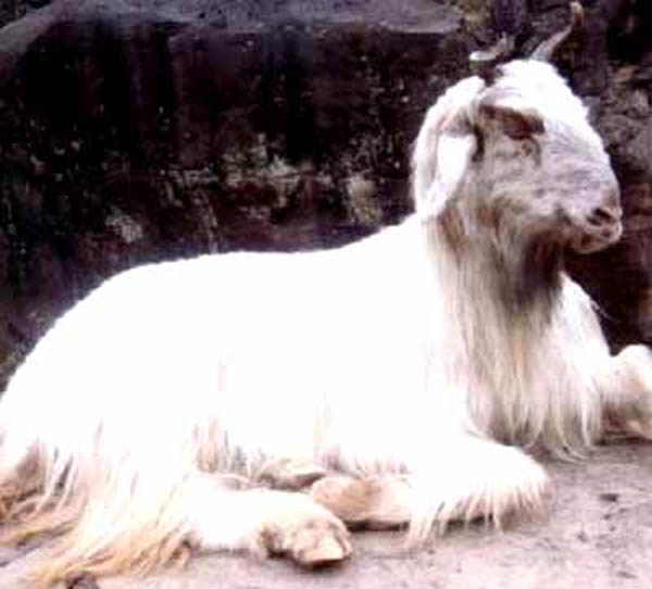kaghani goat